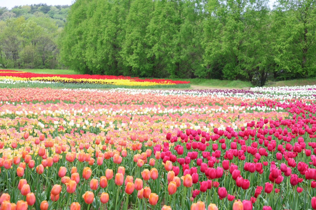 🌷 세라 고원 농장(세라코겐노조) 이미지 4